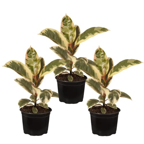 Ficus Variegata Pack 3 Plantas de Ficus Tineke Árboles de Interior y Exterior