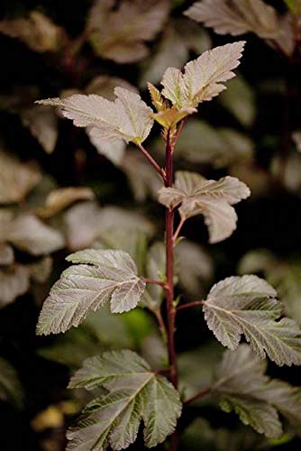 Blasenspiere Physocarpus opulifolius Diabolo 60-100 cm winterhart