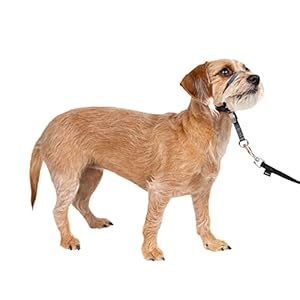 PetSafe Gentle Leader No-Pull Dog Headcollar – The Ultimate Solution to Pulling – Redirects Your Dog’s Pulling for Easier Walks – Helps You Regain Control – Small, Charcoal
