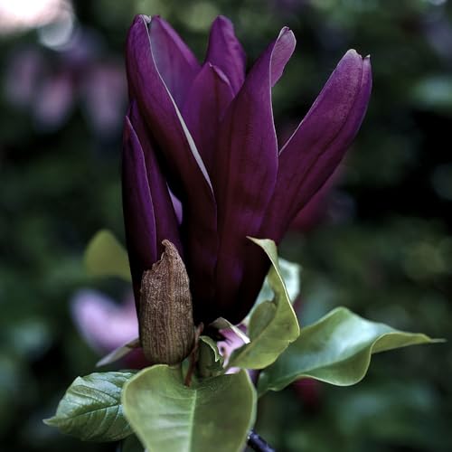YouGarden Magnolia 'Genie', Established Plant in 2L Pot, Ready to Plant, Perfect for Cottage Gardens