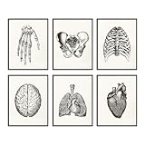 BigWig Prints - Anatomy Art, Vintage Anatomy Poster, Medical Art - Set of 6 (8x10') Unframed