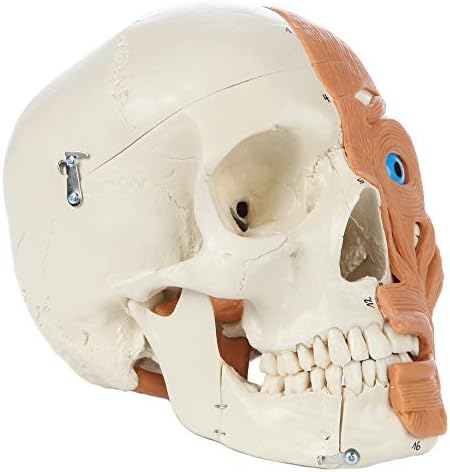Rudiger Anatomie 4 Part Human Head Anatomy Model With Facial Musculature Life Size Skull Model Cast From Natural Specimen Includes Detailed Product Manual And 5 Year Warranty Amazon Com Industrial Scientific Rudiger Anatomie 4 Part Human Head Anatomy Model With Facial Musculature Life Size Skull Model Cast From Natural Specimen Includes Detailed Product Manual And 5 Year Warranty Amazon Com Industrial Scientific