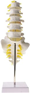 Anatomy Model, Anatomical Human Spine Model - Anatomical Model Lumbar Vertebrae W/Sacrum& Coccyx, with Herniation Disc- Skeleton Anatomy Model for Anatomy- for Medical Educational Training