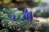 Korean Fir Tree Seeds - 20 Seeds - Prized Blue Cones - Ships from Iowa.