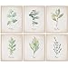 Kitchen Herbs Wall Art Prints - Botanical Prints - (Set of 6) - 8x10s | Kitchen Wall Decor | Kitchen Decor for Adding a Touch of Nature and Freshness to Your Kitchen Decor | Botanical Wall Art