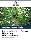  Bewurzelung von Papaya-Mikro- und Ministecklingen: Hybride UENF/CALIMAN 02