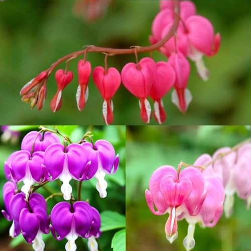 Bleeding Heart Seeds 150pcs (Dicentra Spectabilis) – Perennial Flower Seeds, Non-GMO, Easy Growing, Shade-Loving Ornamental Plant for Home & Garden