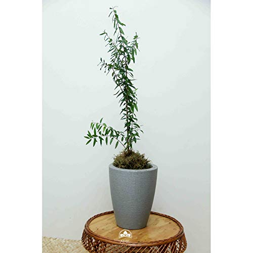 Muda de Romã Gigante