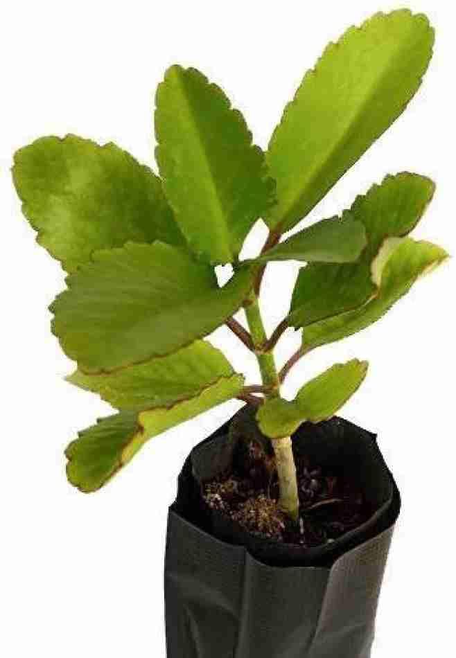 Bryophyllum Pinnatum/Patharchatta/Kidney Stone Plant