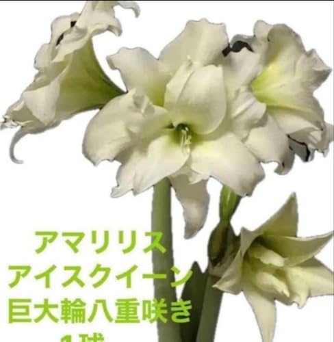 アマリリス 八重咲き」の人気商品一覧 | 安い商品を通販サイトから探す