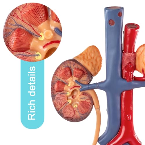 Image of EVOTECH SCIENTIFIC Human Male Reproduction & Urinary System Medical Anatomical Model, 3 Parts Life Size Male Urogenital System Anatomical Model for Medical Teaching Learning Education, Includes Manual