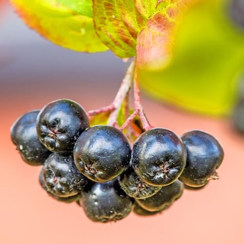 Semillas orgánicas de bayas de aronia semillas de frutas planta de interior plantas exóticas maceta semillas de hierbas fruta en espaldera balcón jardín semillas de hierbas semillas de 200pcs