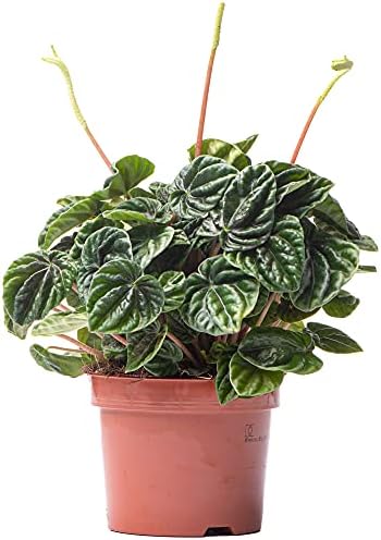 Peperomia Lilian - Planta Radiador | Planta de Interior para Casa...