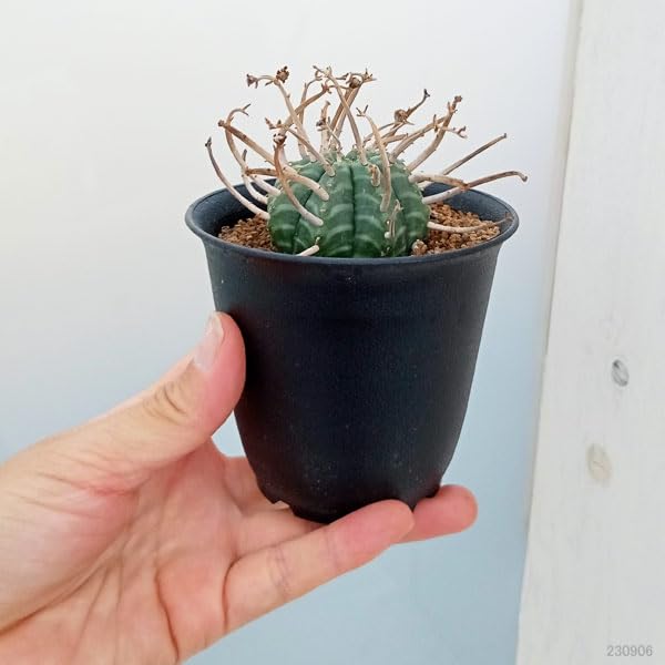 Amazon｜ユーフォルビア：バリダ 3号[多肉植物][厳選株]｜観葉植物