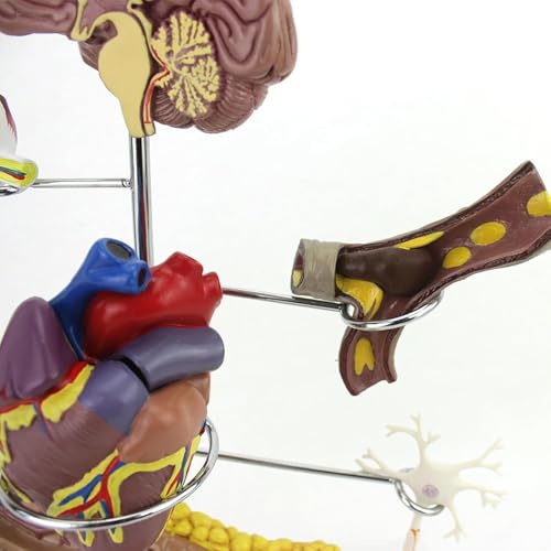 Réplica de anatomía humana para diabetes de 8 piezas interactiva 4