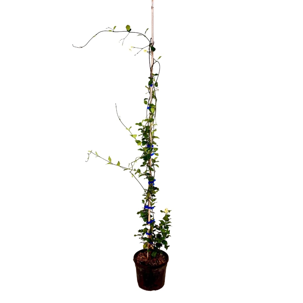 Pianta di RHINCOSPERMUM JASMINOIDES ROSE falso gelsomino Rosa vaso18 RINCOSPERMO AMDGarden