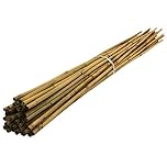 Suregreen Bamboo Canes For Gardens/Plant Support | 3m | 24-26mm | 60 Pack