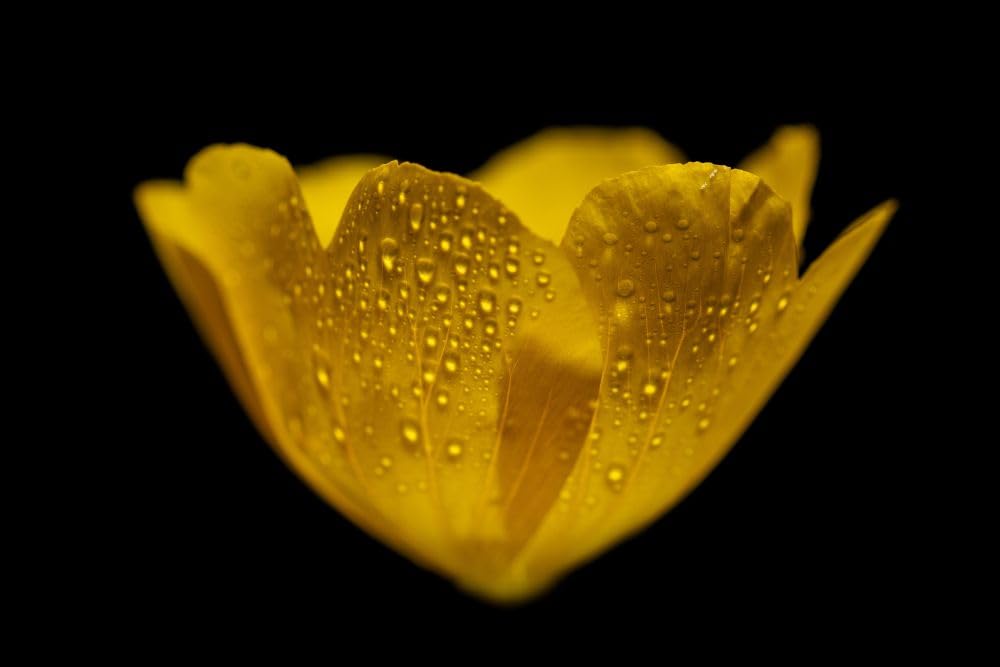 Nachtkerze (Oenothera biennis I), eine Heilpflanze mit Pollen auf Staubblättern; Annapolis County Nova Scotia Kanada Posterdruck von Mark Jurkovic (45,7 x 30,5 cm)