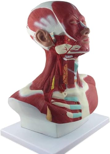 Modèle d'anatomie humaine - Modèle de muscles de la tête et du visage pour l'entraînement et l'apprentissage dans les établissements médicaux et les centres de rééducation