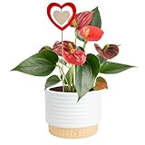 Costa Farms Anthurium, Flamingo Flower Live Plant in Decorative Pot, Air Purifying Flowering Indoor Houseplant, Home, Room, or Office Decor, House Warming or Birthday Gift, 10-14 Inches Tall