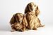 JoicyCo Large Dog Bed Crate Pad 42 Dog Mat Washable Anti-Slip Pet Beds Matress Kennel Pads