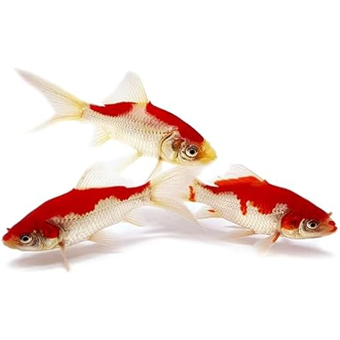 Toledo Goldfish Sarasa Comet Goldfish: Live Red and White Goldfish with a Variety of Patterns - Perfect for Stocking Ponds, Aquariums, or Tanks - 2-3 Inches, 5 Count Cover