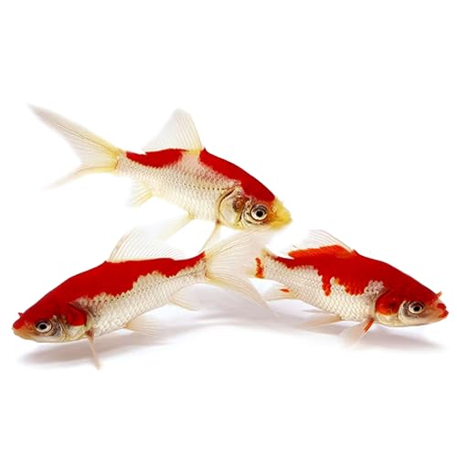 Toledo Goldfish Sarasa Comet Goldfish: Live Red and White Goldfish with a Variety of Patterns - Perfect for Stocking Ponds, Aquariums, or Tanks - 2-3 Inches, 5 Count
