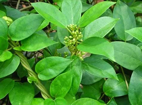 Mandys Farm Gymnema Sylvestre/Gurmar/Madhunashini/Sugar Destroyer Live Plant (B09513SL78) Amazon Price History, Amazon Price Tracker