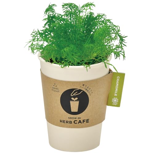 聖新陶芸 通年 家庭菜園 簡単 栽培キット カモミール 香草 ハーブ 栽培セット (自由研究/食育) 鉢の径約8cm 育てるカフェ GD-98503