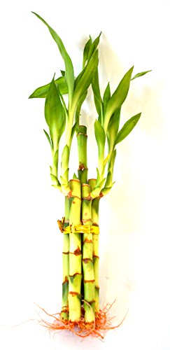 9Greenbox Lucky Bamboo - 5 Style cover