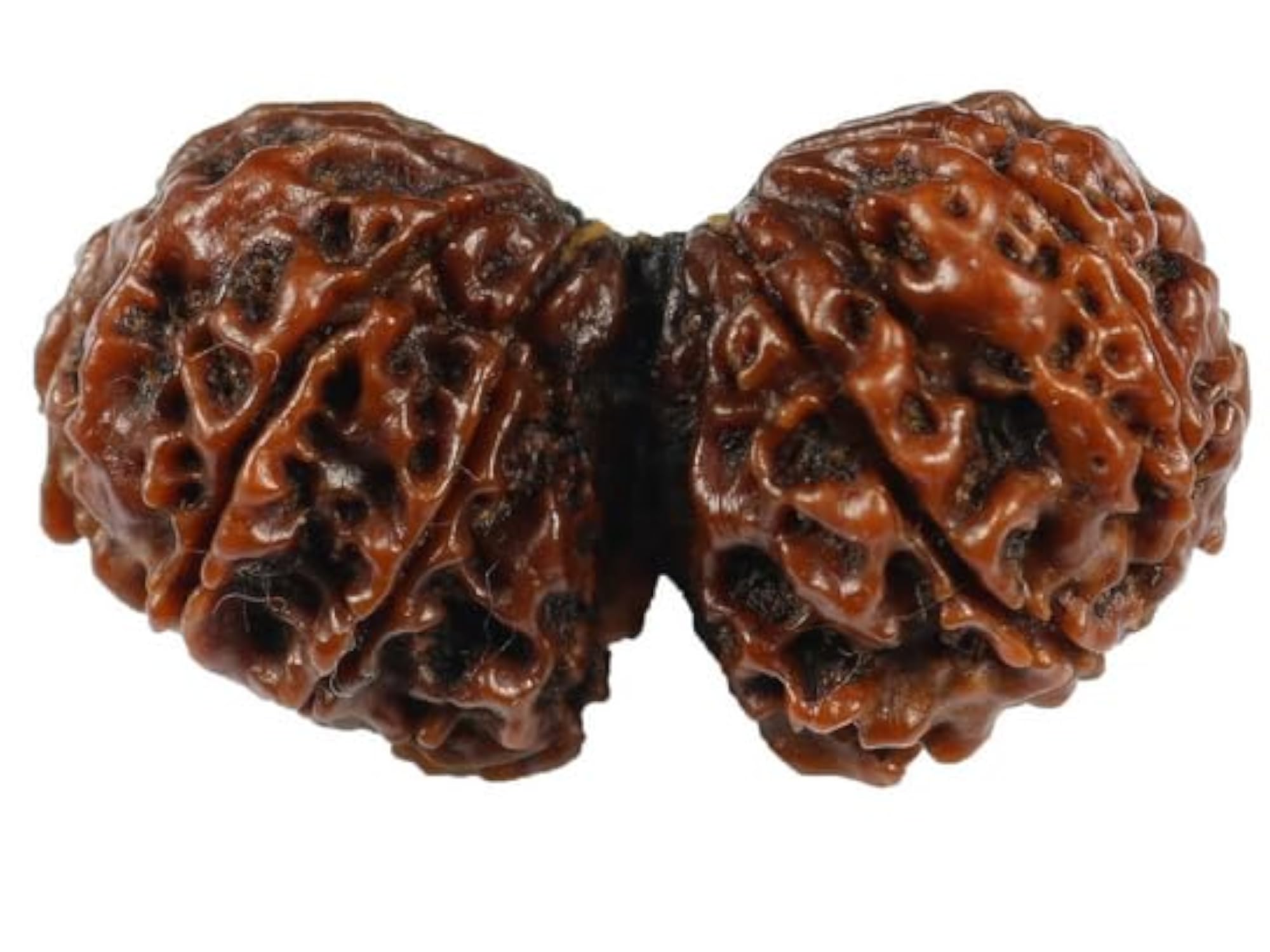 Purest Gauri Shankar Rudraksha, Certified Natural Pendant Making