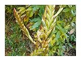 Pcs - 10x Tillandsia Denudata Broméliacées Jardin Plantes - Graines ID627 - Seeds & Plants Shop by Ipsa