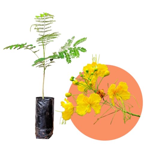 Muda de Flamboyant Mirim Amarelo Ideal Para Plantar em Calçada