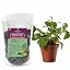 Tropical Plant Potting Soil Mix