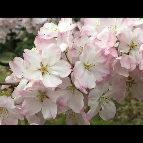 第500話『自分にyes!と言う』-【軽井沢にゆかりのある作家篇】ジョン・レノン-