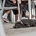 Hunter Hundehalsband im Schweiz-Design, aus Bio-Leder