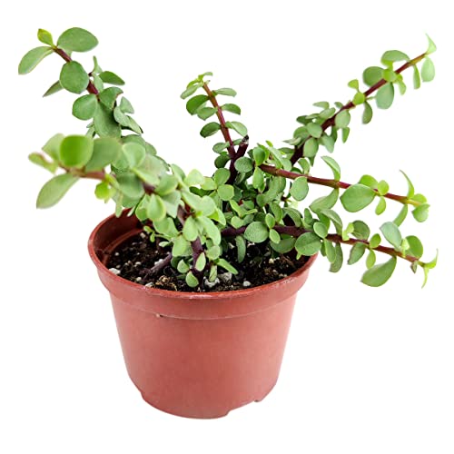 Portulacaria Afra Decumbent (2 Inch) - Variegated Elephant Bush Succulent - Dwarf Jade Plant (2/4 Inch) - Lucky Plant For Sale - Money Tree For Home Office Decoration #TOP7