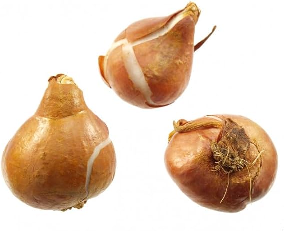 Tulip Bulbs-Tulip Plant Tulip Bulbs UK Tulip Bulbs for Planting Now UK,Garden Flowers,Ornamental Flowers,Wedding Flowers,Hardy Perennial-3bulbs-e