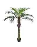 AMERIQUE Gorgeous 6 Feet Cycas Revoluta Sago Palm Tree with Nursery Pot, Real Touch Technology, with UV Protection, Super Quality, Green