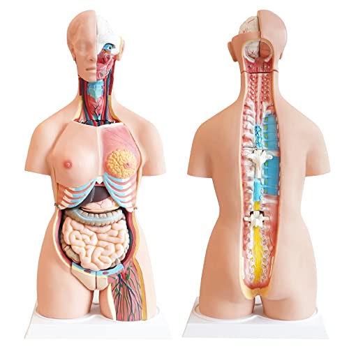 Image of FriCARE Human Body Anatomy Torso Model, 33.8 inch for Medical Students Teaching