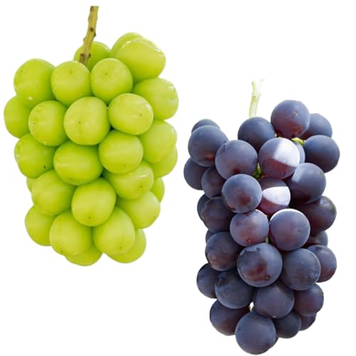 [先行受付2026年発送]シャインマスカット&種なし巨峰 合計約2kg良品サイズ色々詰め合わせセット※2026年8月下旬以降発送予定 ※月曜、土曜日発送休み|Ruga grape farm