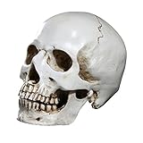 Ottimo per dimostrazione educativa di base in anatomia, ottimo per uso di tracciamento.
