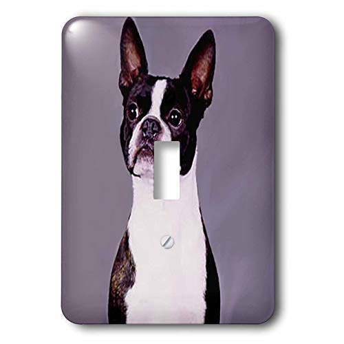 3dRose Dogs Boston Terrier - Boston Terrier single toggle switch