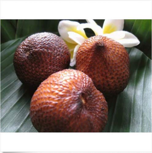Royal Paradise Garden Rare Snakefruit Salak Seeds for Growing (5 Seeds Pack)