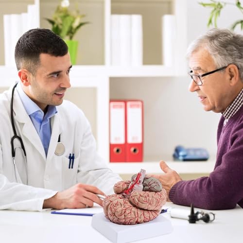 Modèle de cerveau humain anatomique à code couleur AMITD pour l'apprentissage