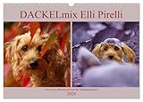 DACKELmix Elli Pirelli (Wandkalender 2026 DIN A3 quer), CALVENDO Monatskalender: mit neuen Abenteuern aus der Hundeknipserei (CALVENDO Tiere) - CALVENDO, Kathrin Köntopp 