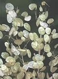 Seedville 100 LUNARIA Biennis (Money Plant/Silver Dollar/Honesty/Moonwort) Flower Seeds
