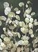 Seedville 100 LUNARIA Biennis (Money Plant / Silver Dollar / Honesty / Moonwort) Flower Seeds
