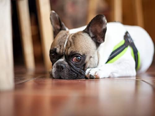 EquoTube Soggiorno responsabile quattro zampe