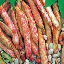 Risala Lot de 45 graines de haricot français Borlotto Lingua di Fuoco 2